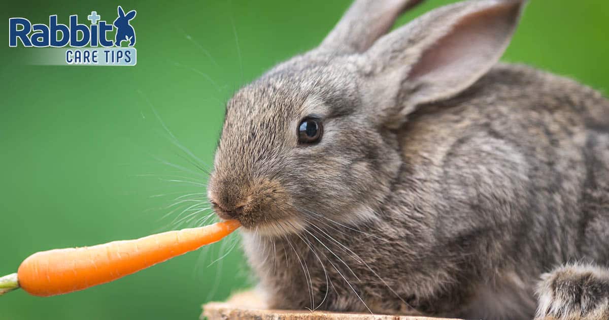 Rabbit eating a carrot