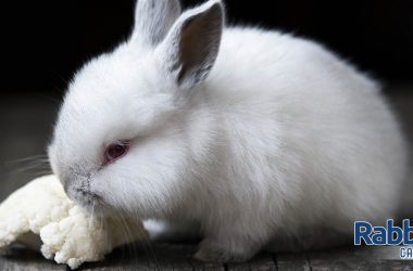 Rabbit eating cauliflower