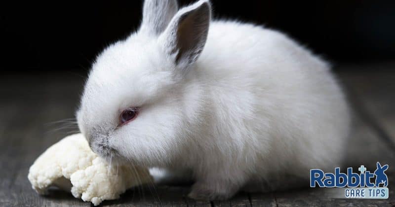 Rabbit eating cauliflower