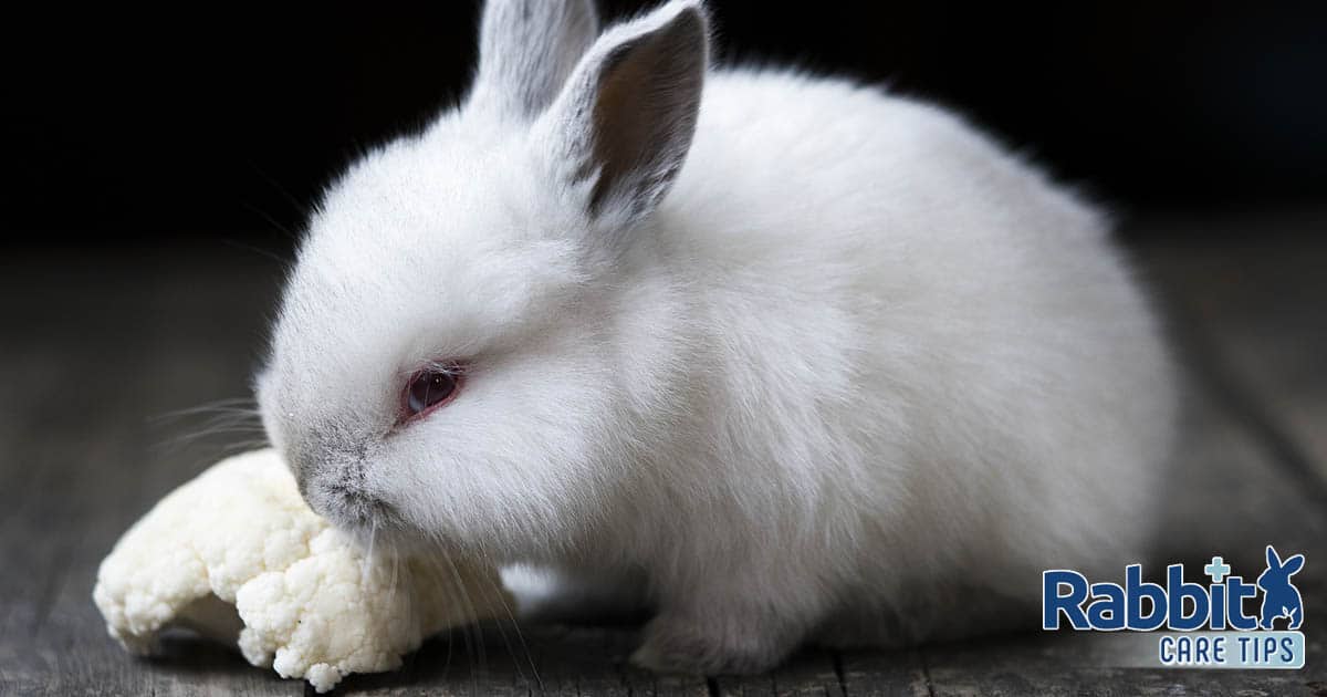 Can Rabbits Eat Cauliflower? — Rabbit Care Tips