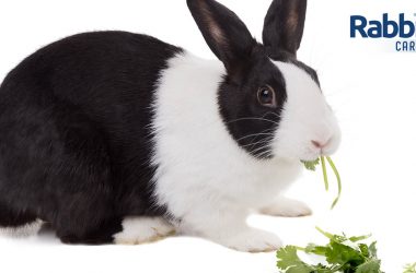 Rabbit eating cilantro