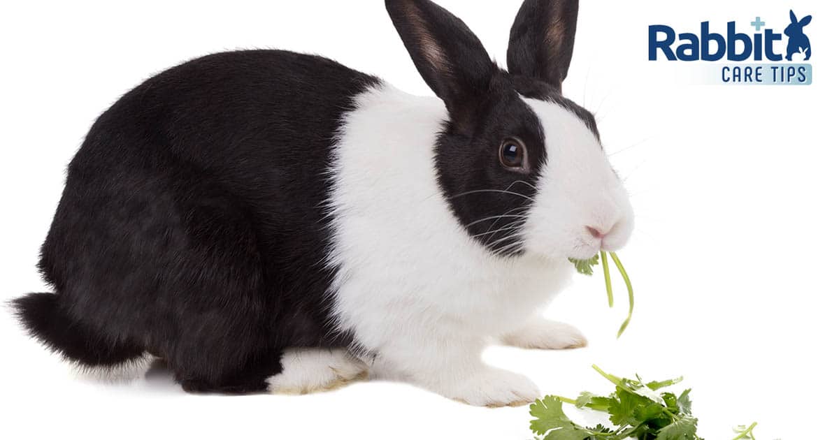 Rabbit eating cilantro