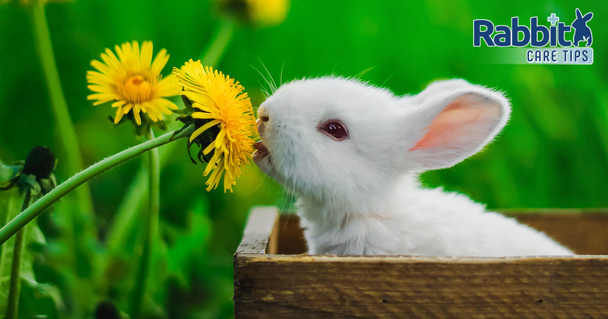 rabbit eating dandelion