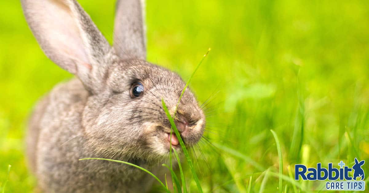 Wild rabbit eating grass