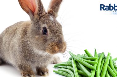 Rabbit eating green beans