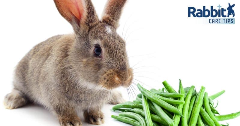 Rabbit eating green beans