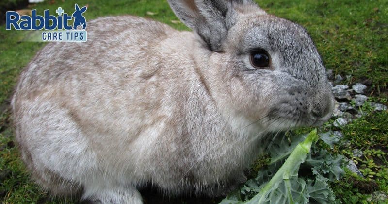 Rabbit eating kale