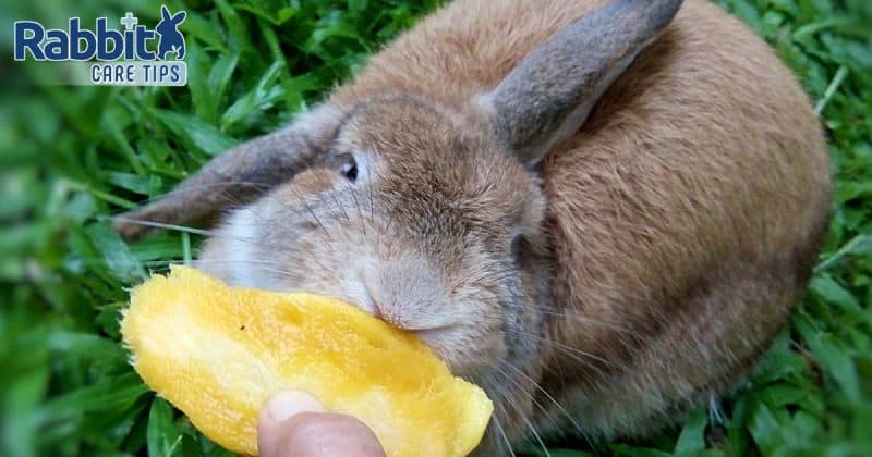 Rabbit eating mango