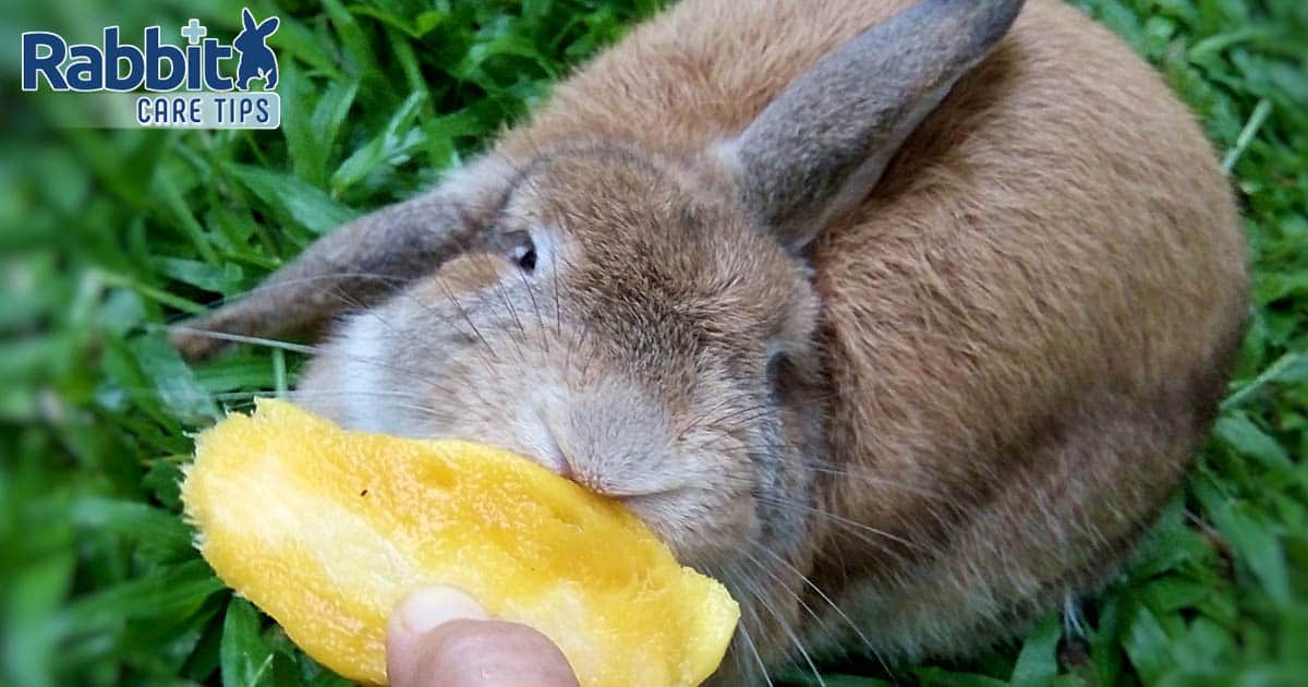 21+ Can Rabbits Eat Mango Peels