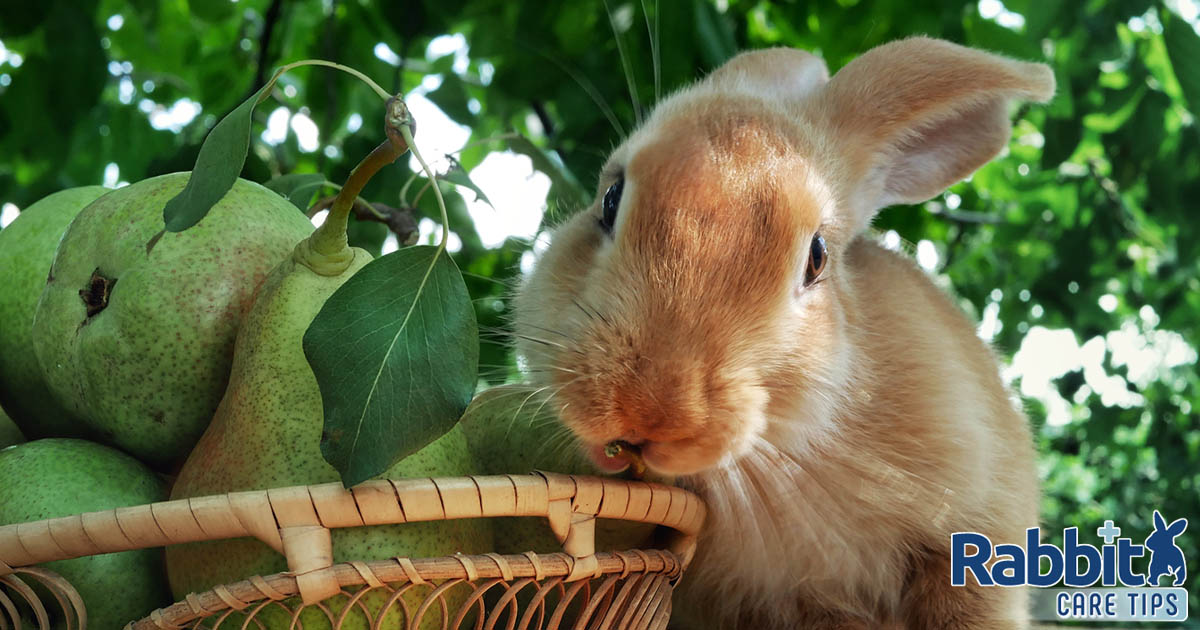 Rabbit eating pear