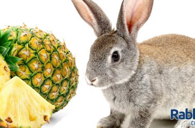 Rabbit eating pineapple