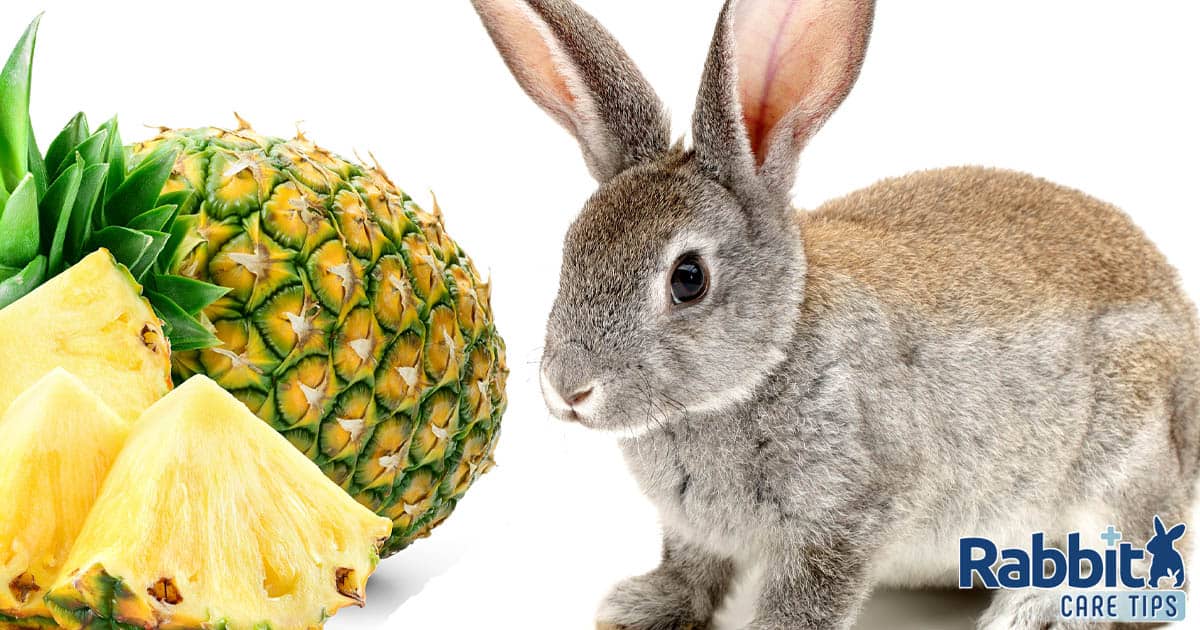 Rabbit eating pineapple