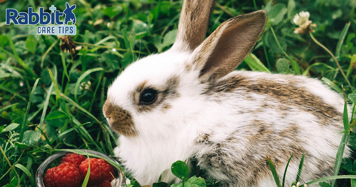 Rabbit eating raspberries