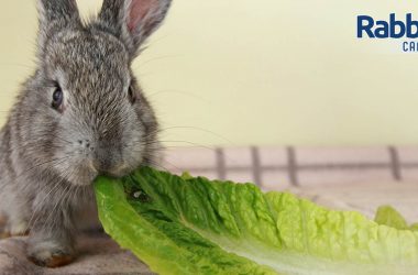 Rabbit eating romaine lettuce
