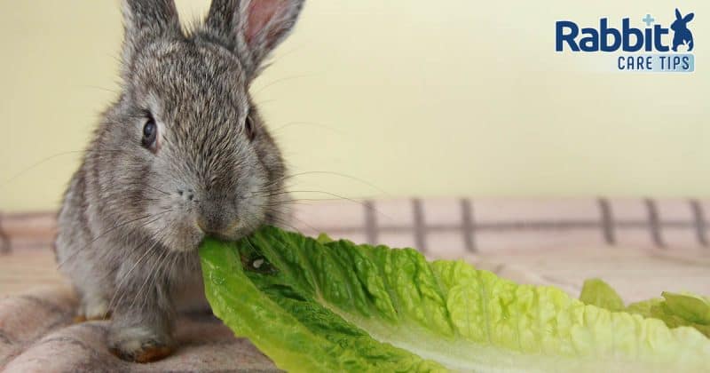 Rabbit eating romaine lettuce
