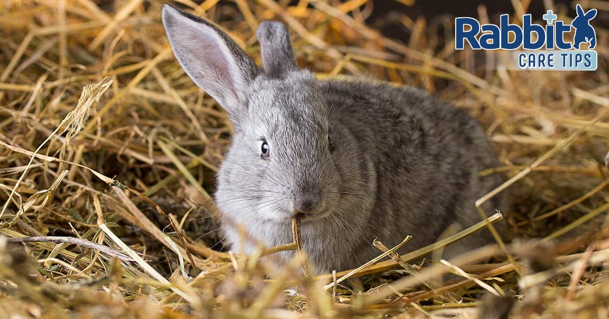 Rabbits and Hay