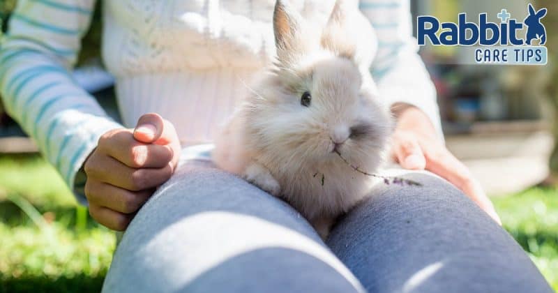 Teach bunny to jump on your lap