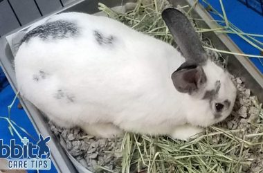 Rabbit litter box