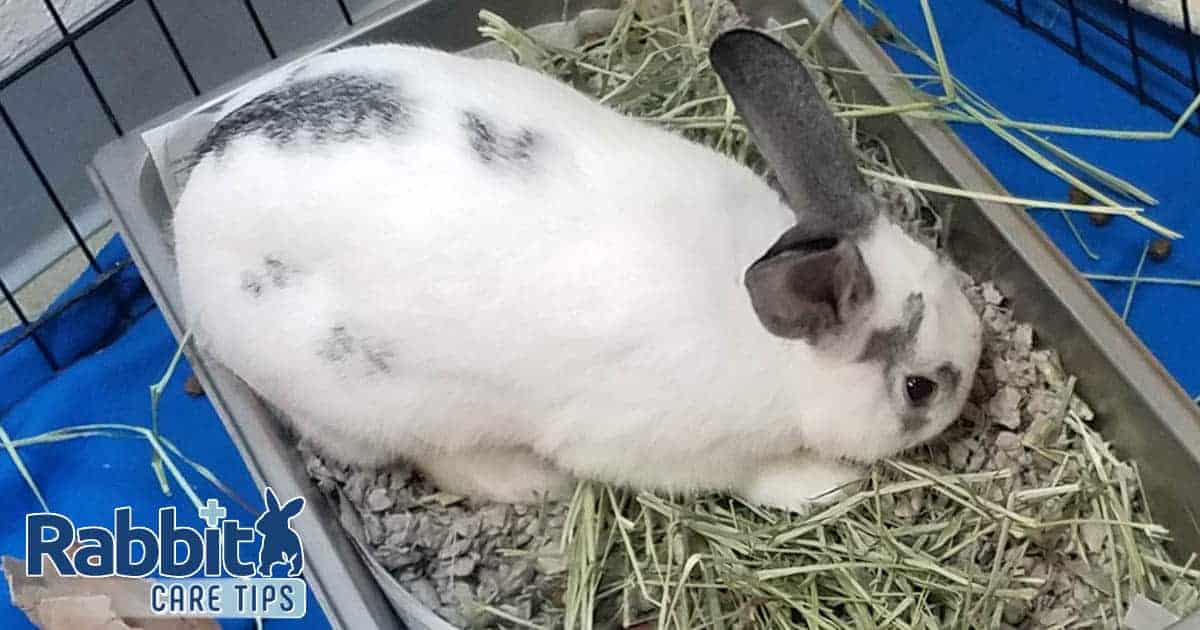 Rabbit litter box