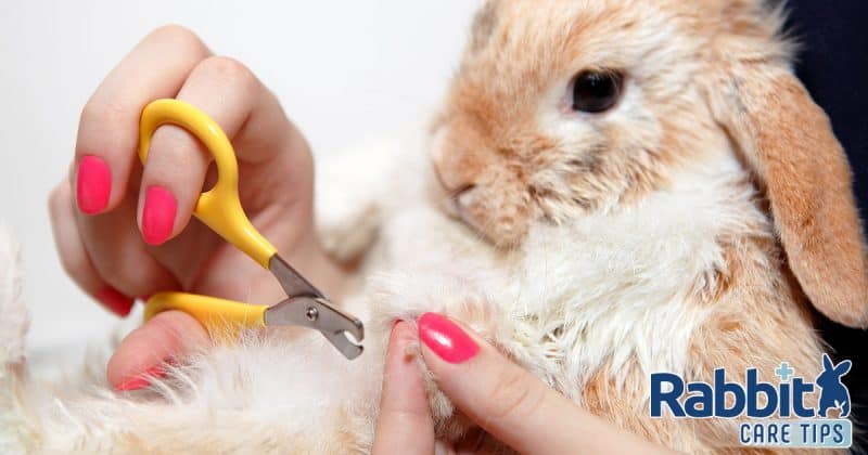 Rabbit nail care