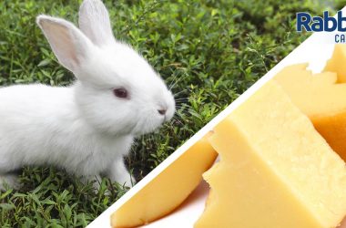 Can rabbits eat cheese