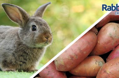 Can rabbits eat sweet potatoes