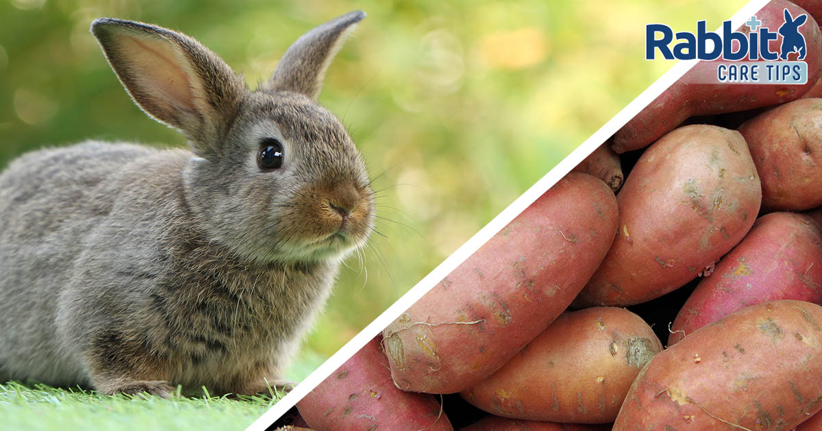 Can rabbits eat sweet potatoes