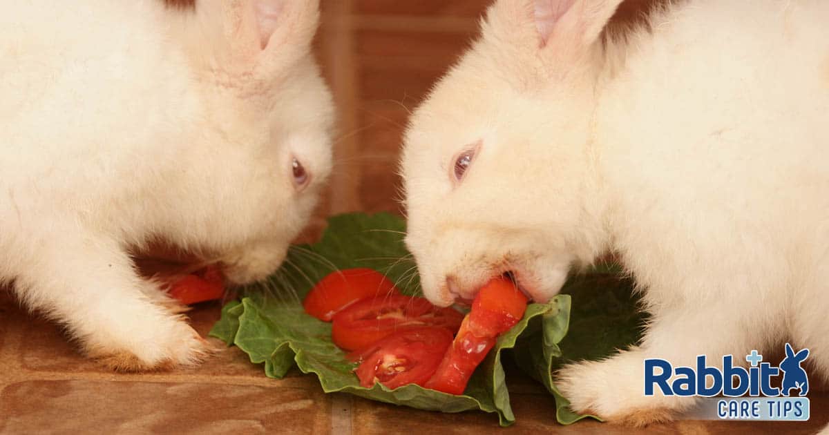 Rabbits eating tomatoes