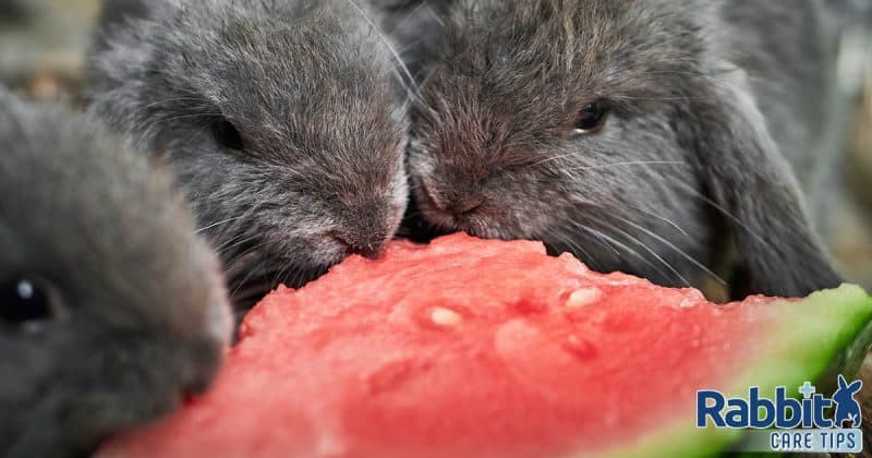 Rabbits eating watermelon