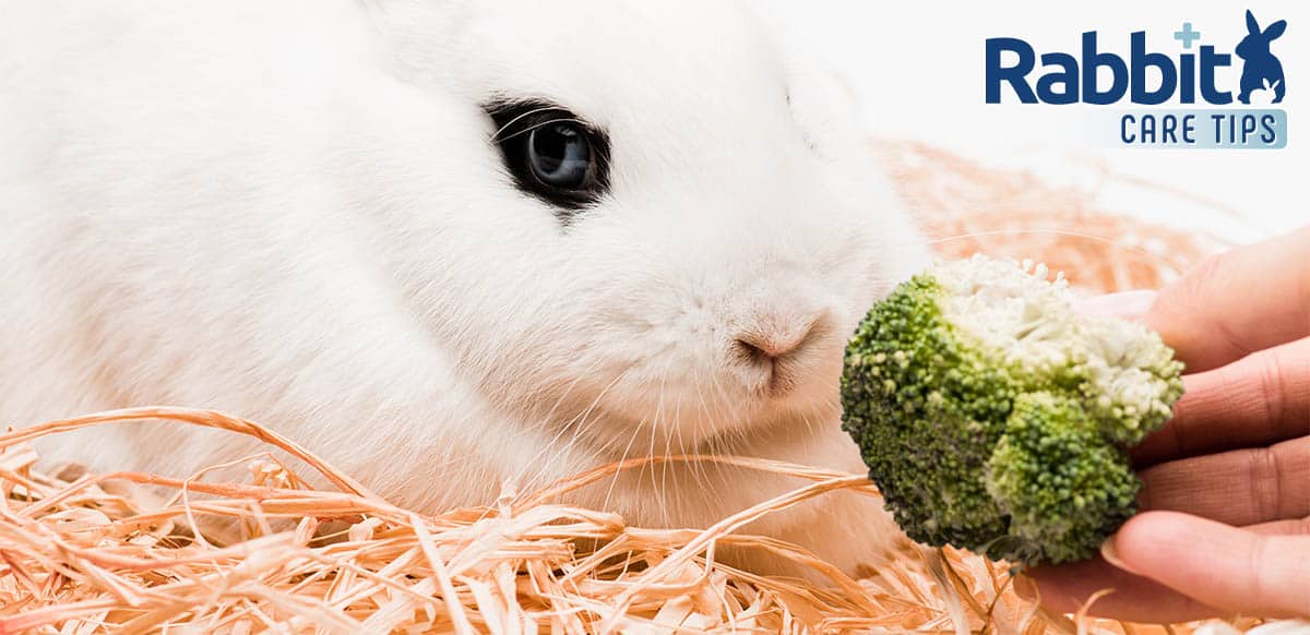 Feeding broccoli to a rabbit