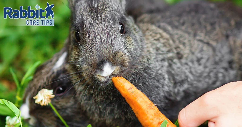 Can Rabbits Eat Carrots? — Rabbit Care Tips