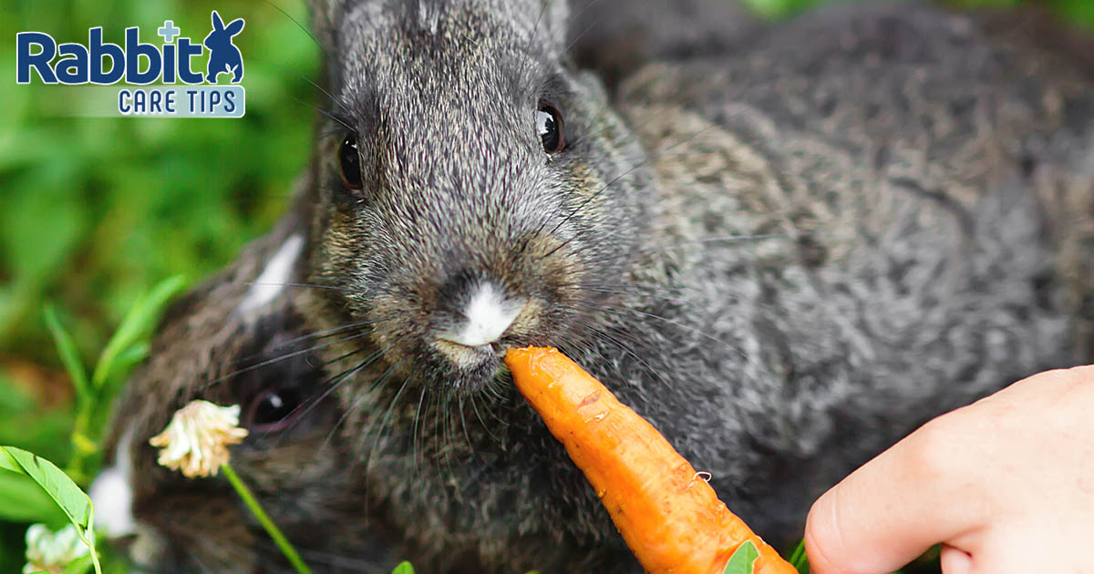 Feeding a carrot to a rabbit