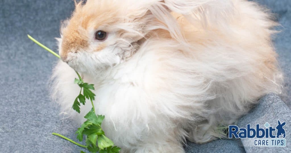 Fluffy rabbit eating cilantro