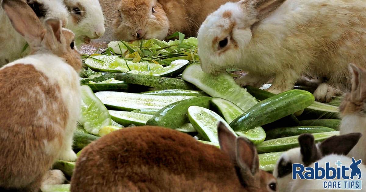 Are Rabbits Allowed To Eat Garlic at Peggie Howard blog