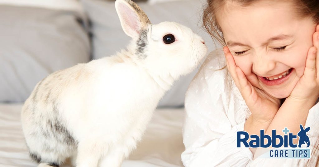 How to Play With Your Pet Rabbit The Definitive Guide