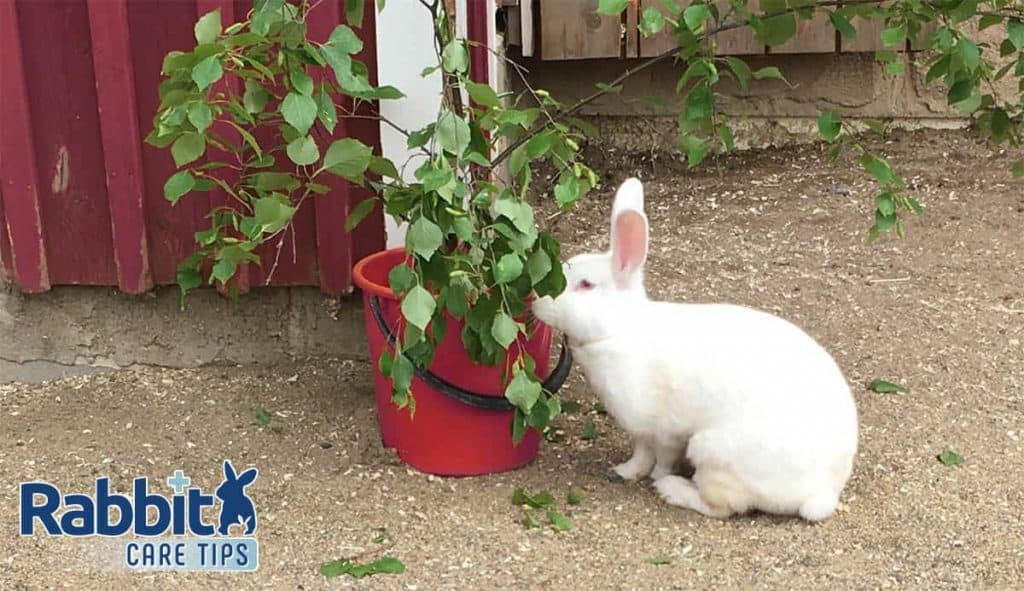 My rabbit Snowy