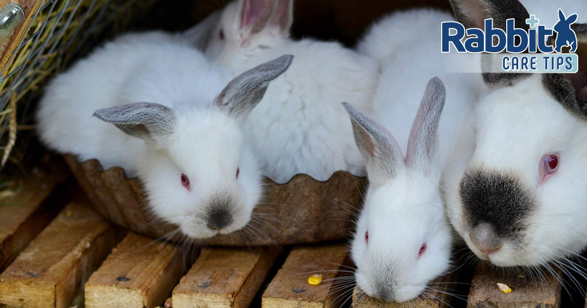 Month old rabbits