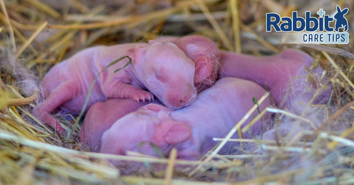 Newborn rabbits