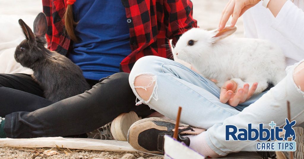 How to Play With Your Pet Rabbit The Definitive Guide