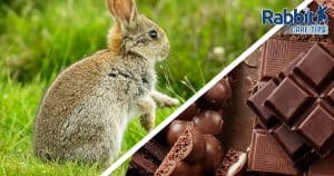 Can rabbits eat chocolate