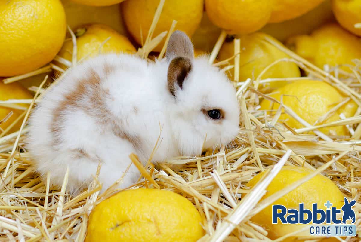 Rabbit with lemons