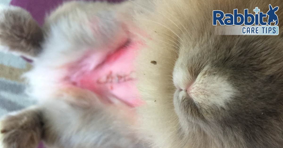 Rabbit being spayed