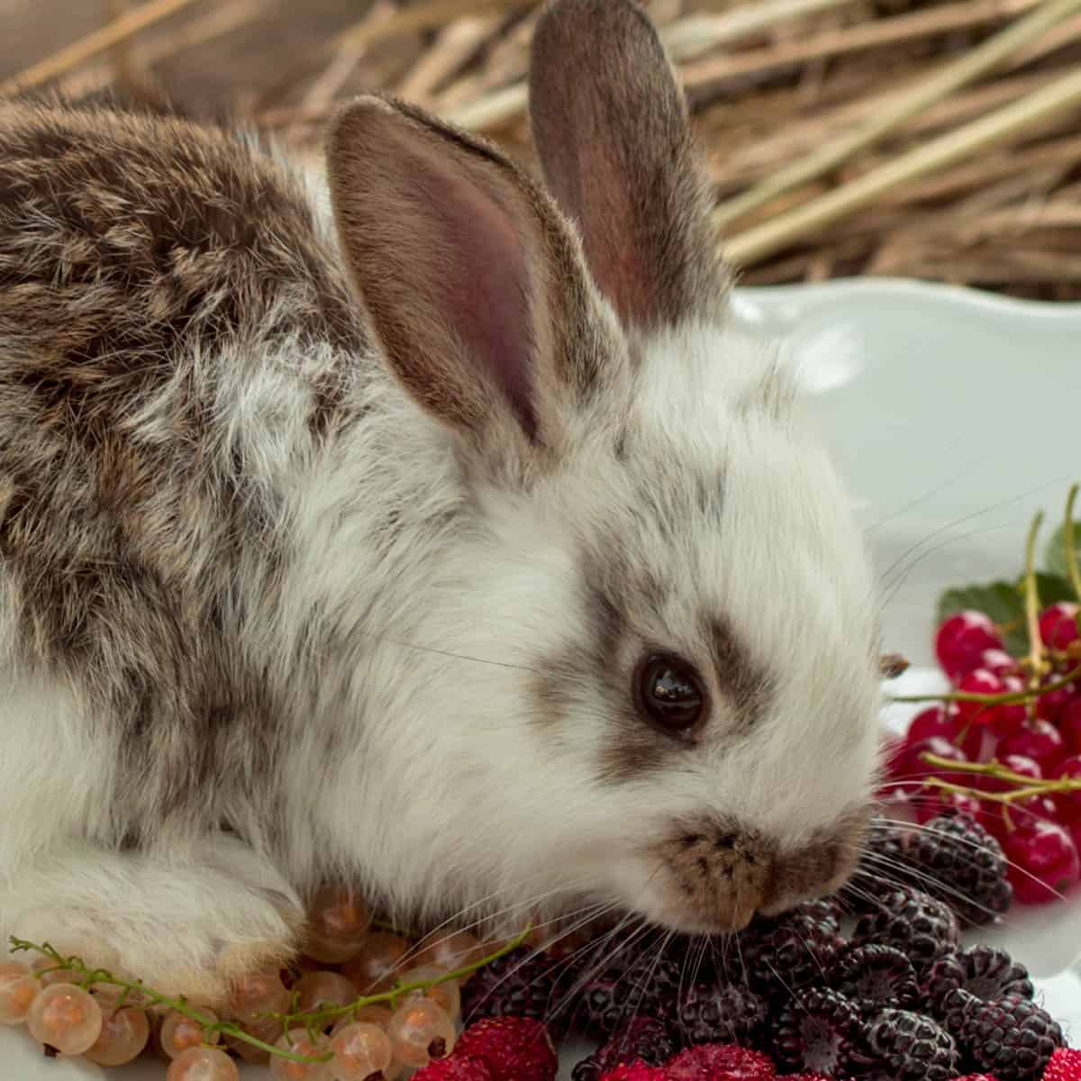 Rabbit eating blackberries from a plate