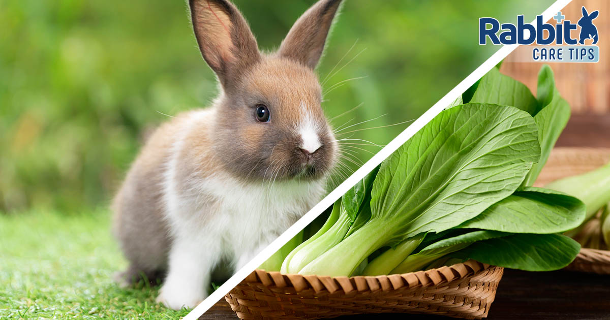 Can rabbits eat bok choy