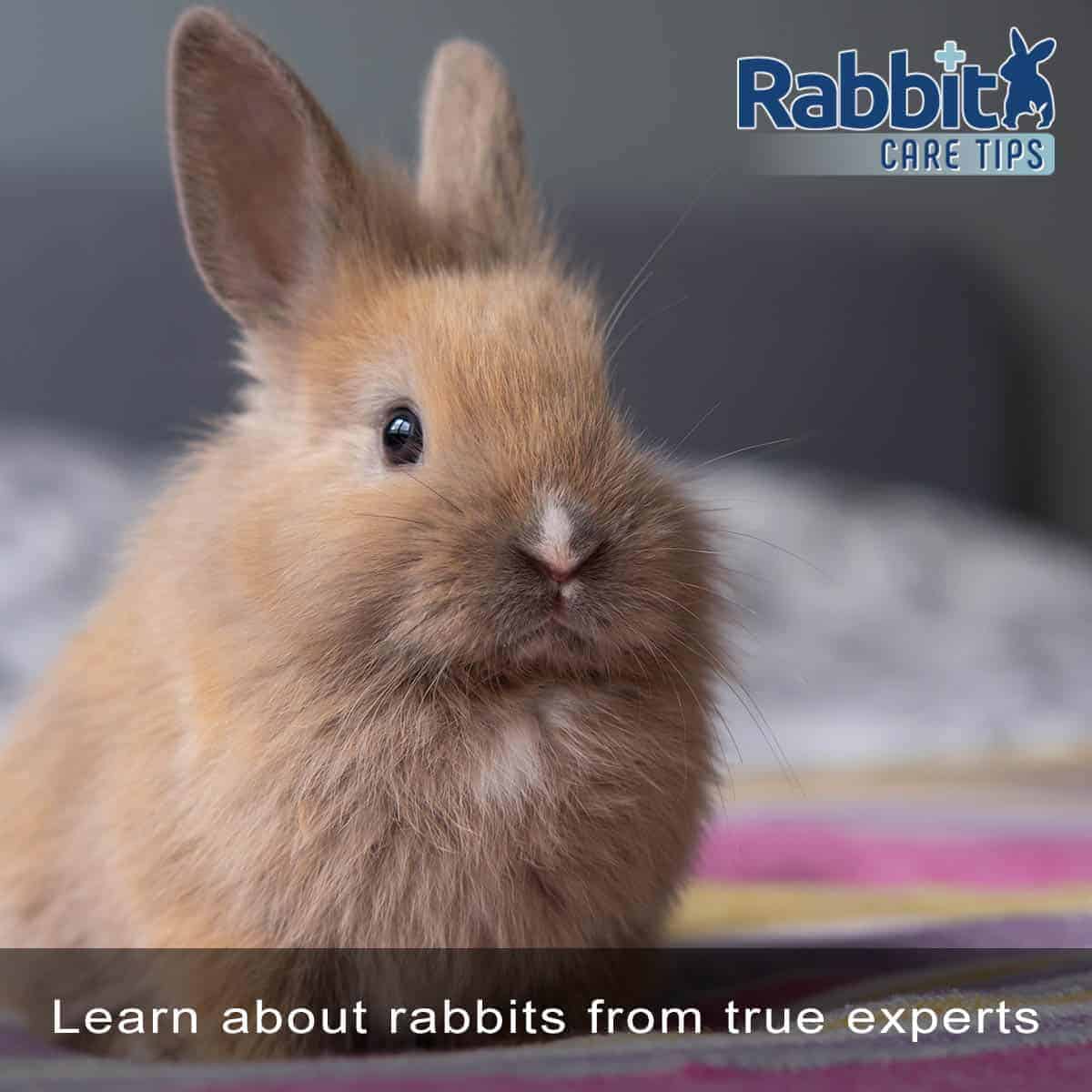 Rabbit Care Tips - Keep Your Rabbit Healthy and Safe