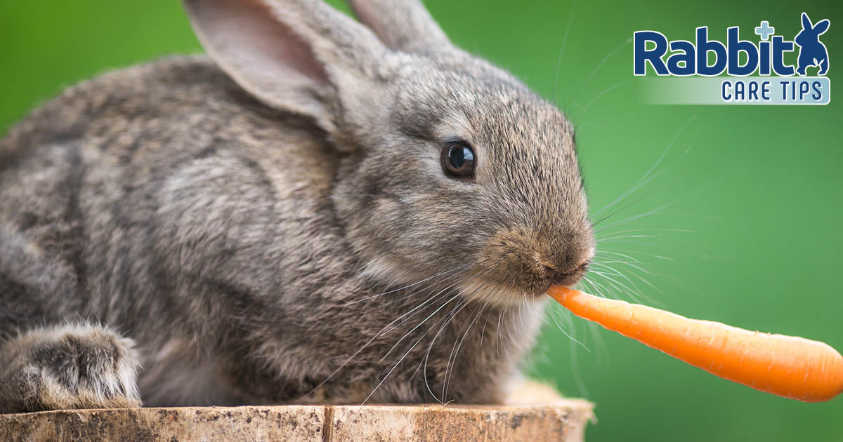 Rabbit eating a carrot