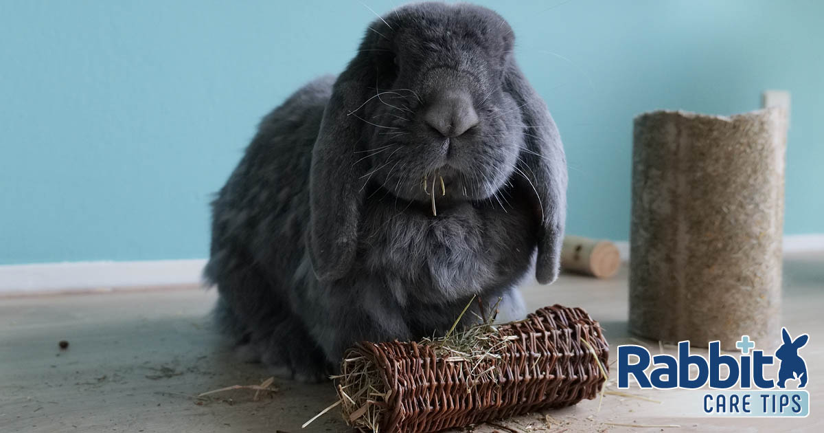 Rabbit chewing toy