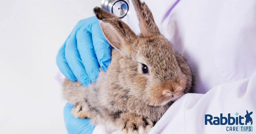 Rabbit with a doctor