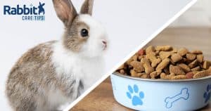 Can rabbits eat dog food