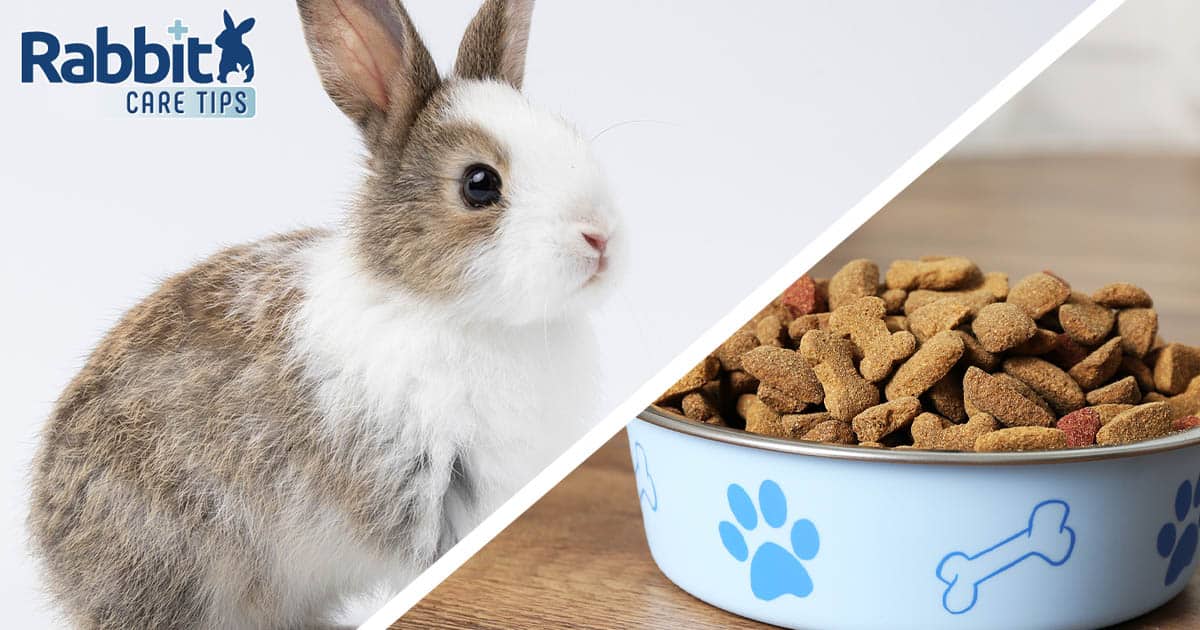 What to Do if Rabbit Eats Dog Food?